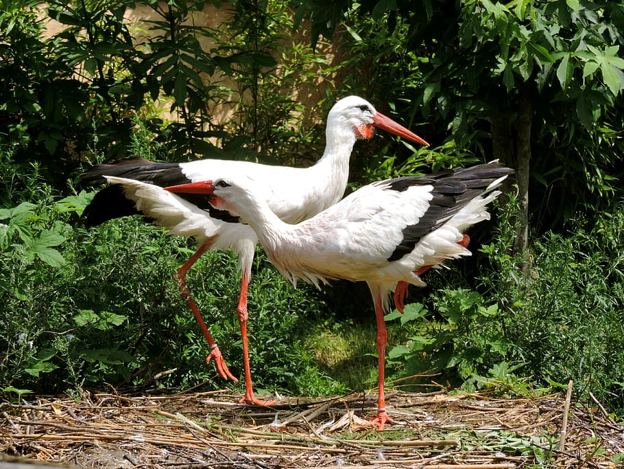 storks, stork couple, storchennest, white stork, birds, animal, couple, two, nature, nest