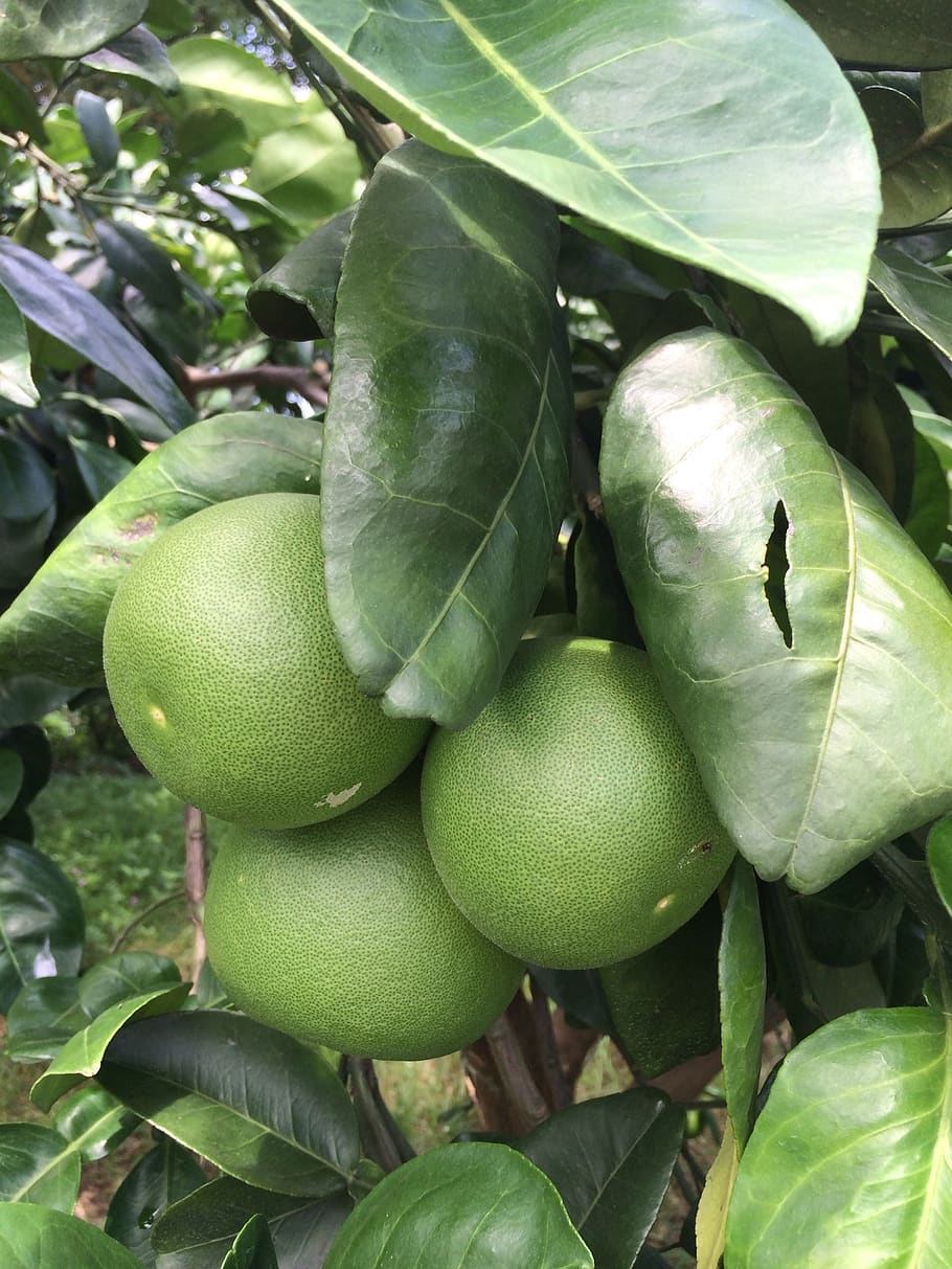 grapefruit trees, citron leaf, grapefruit grapefruit, food and drink, healthy eating, food, fruit, green color, plant part, wellbeing