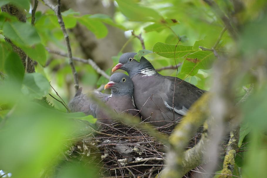 dove, nest, bird, nature, feather, garden, collared, breed, tree, leaves