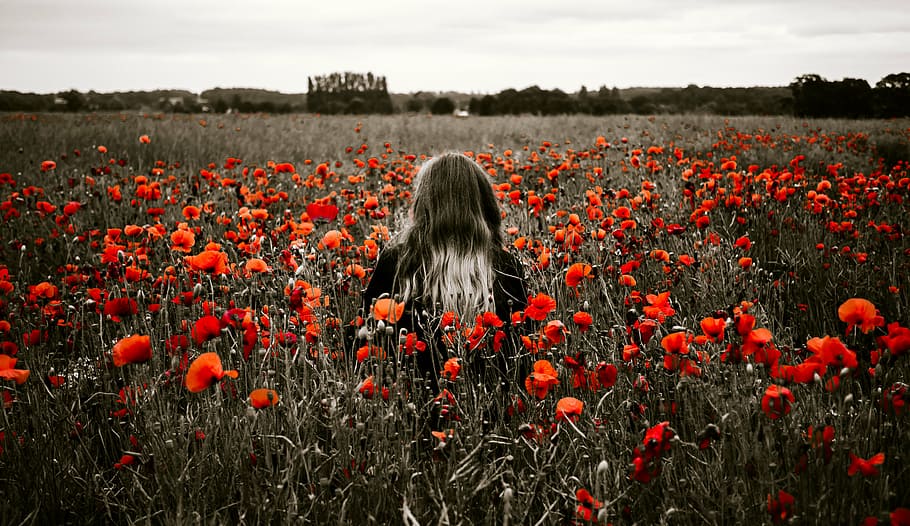 wanita, merah, bidang bunga petaled, siang hari, orang-orang, gadis, sendirian, solo, bidang, alam