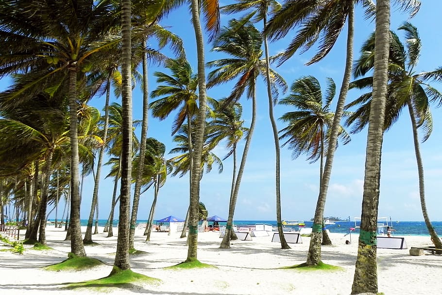 코코넛 나무, 해변, 야자수, 맑은, 바닷가, 열대의, 열대, 콜롬비아, 카리브해 섬, 산 안드레스