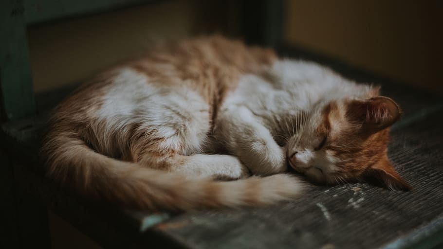 brown, cat, asleep, white, curled, wood, bed, old, pet, kitten