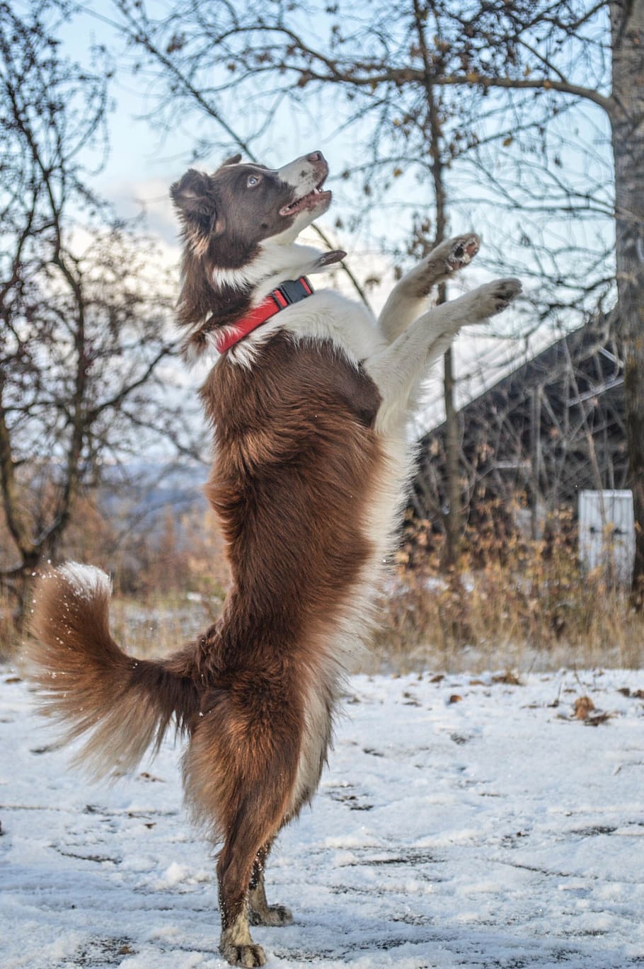 border collie, dog, trick, team, collie, animal, pet, snow, winter, cold