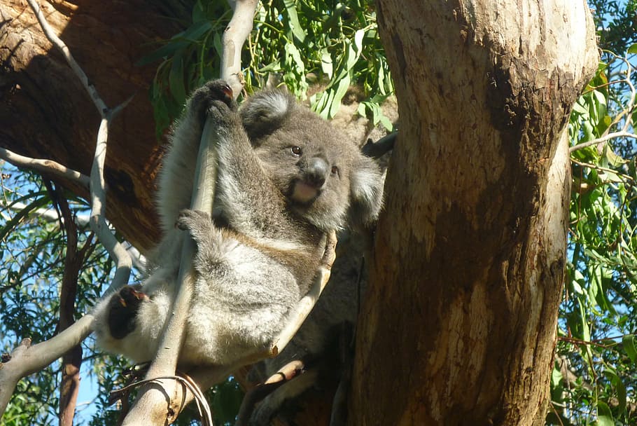 kuala, colgantes, árbol, koala, australia, oso koala, perezoso, descanso, animal, conservación de la naturaleza