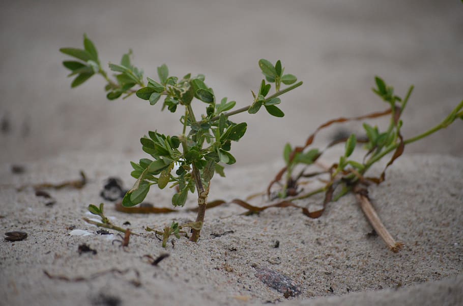 seaweed, grass, beach, plant, sand, sea, growth, selective focus, plant part, leaf