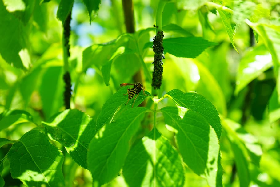 Black Elder, Aphids, Wasp, Lice, black elder aphids, pests, infestation, vermin, aphis sambuci, black elderberry