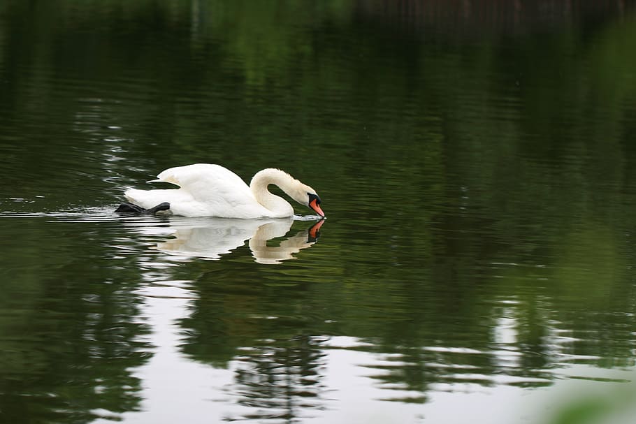swan, bird, lake, wildlife, water, animal, beak, eye, feather, neck