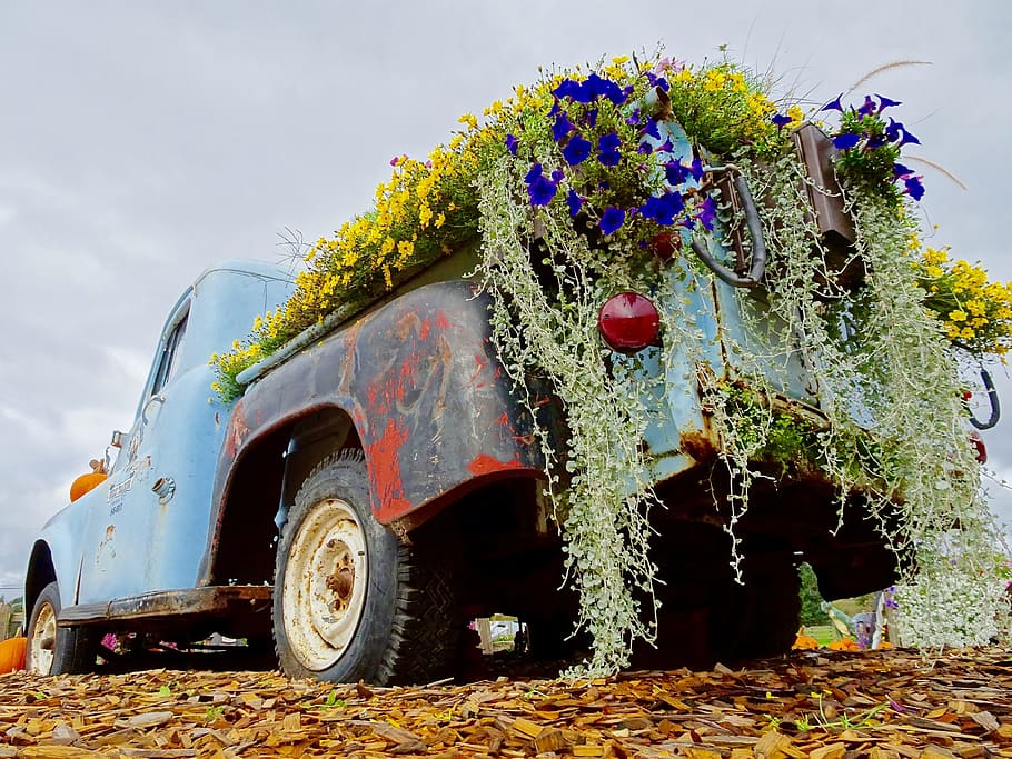 Truck, Retro, Flowers, Display, decoration, car, transportation, 4x4, outdoors, day