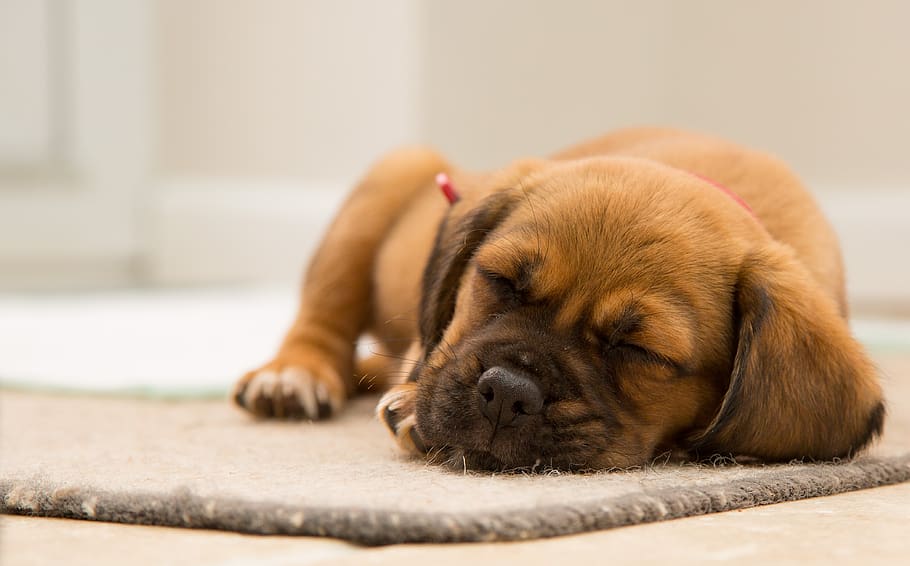 marrón, perrito, perro, animal, mascota, durmiendo, alfombra, Mascotas, un animal, doméstico