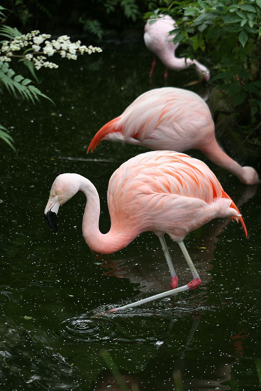 Flamingo, Birds, Natural, bird, animals in the wild, animal themes, animal wildlife, nature, animal, vertebrate