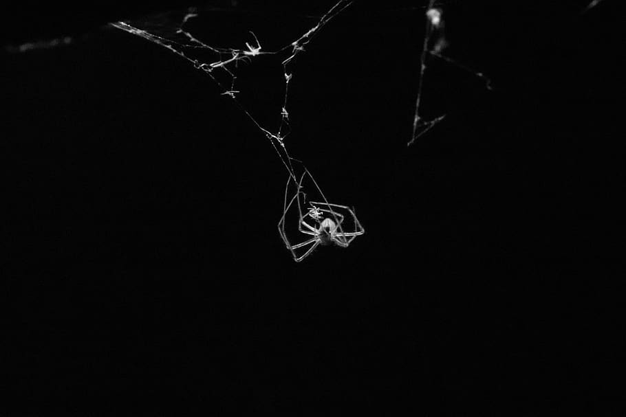 spider, black and white, insects, terrifying, fear, insect, dark, arachnophobia, black background, studio shot