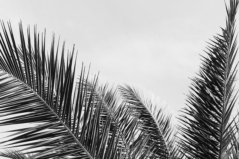 black and white, palm leaves, botanical, tropical, summer, leaves, botany, nature, monochrome, graphy