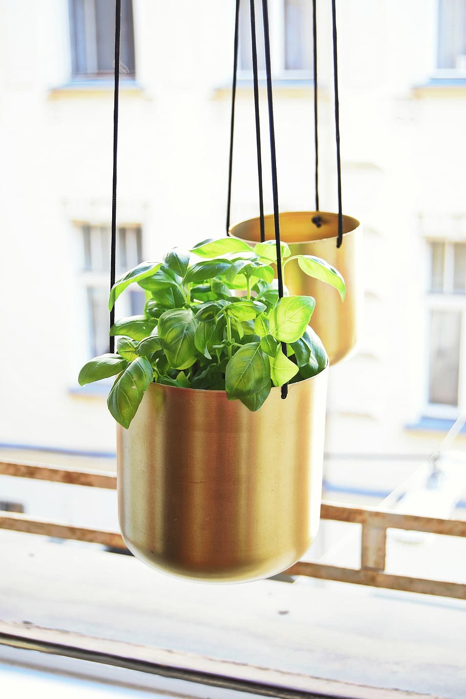 green, leafed, plant, hanging, pot, window, brass, flowerpot, nature, design