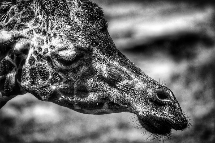 giraffe, head, face, portrait, black and white, profile, mammal, mouth, ears, cute