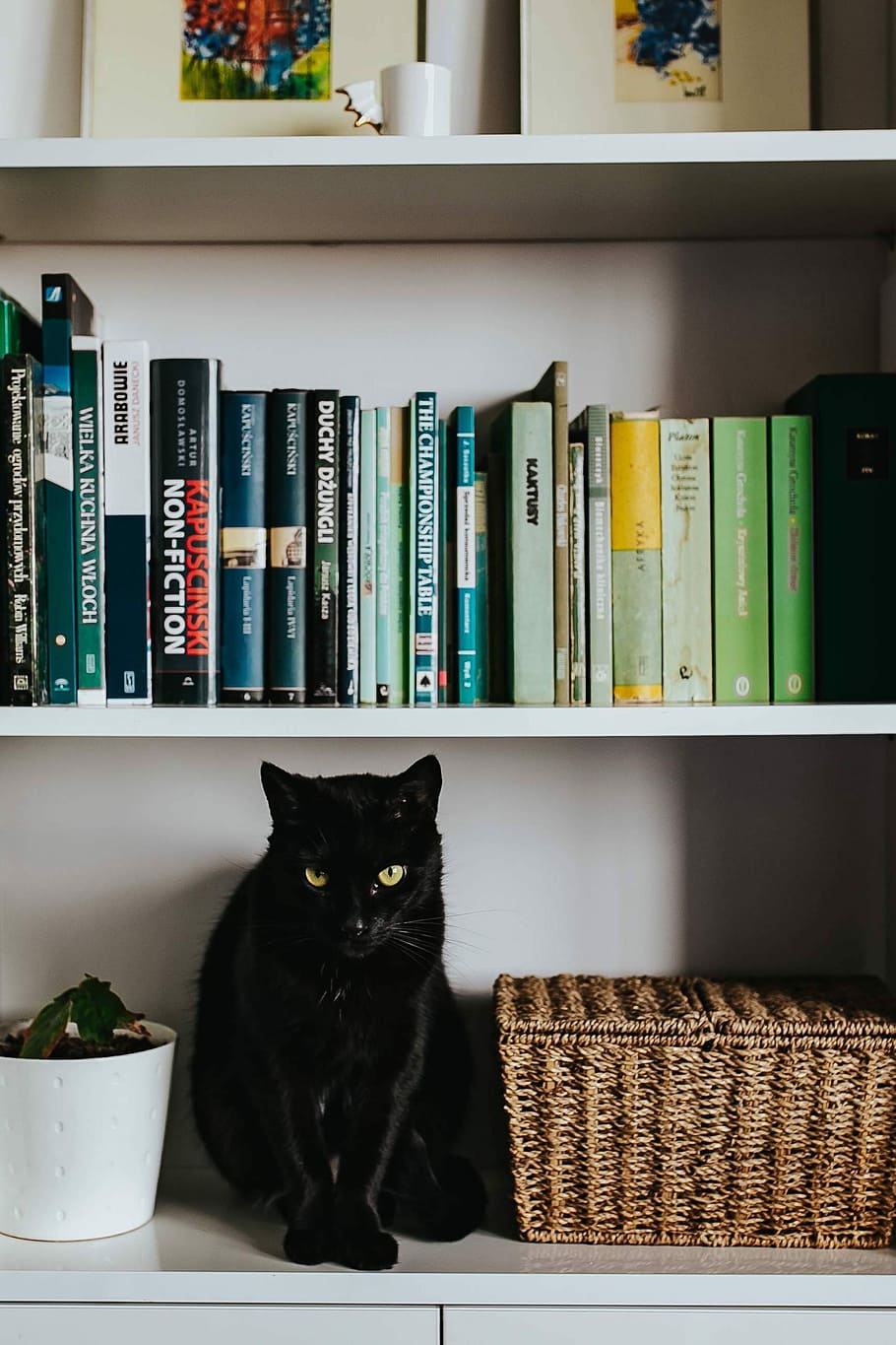 negro, gato, canasta de mimbre, blanco, estantería, gato negro, estante, mascota, animal, libros