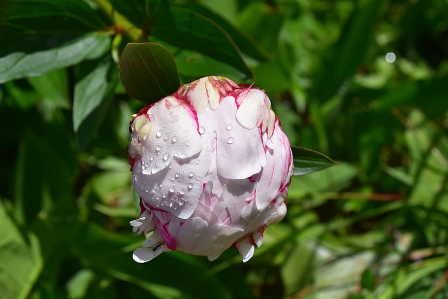 flower, flower of peony, flowering button peony, raindrops, drops of water, flora, fulfillment, nature, garden, decorative flowers