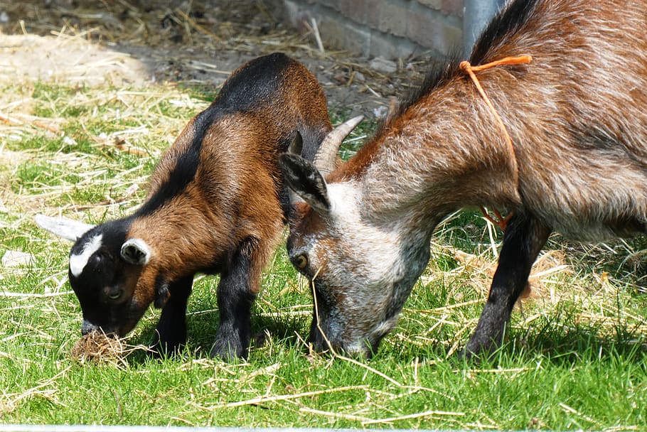 young goat, playful, kid, frisky, young, mother-goat, provide, cute, goats, mammal