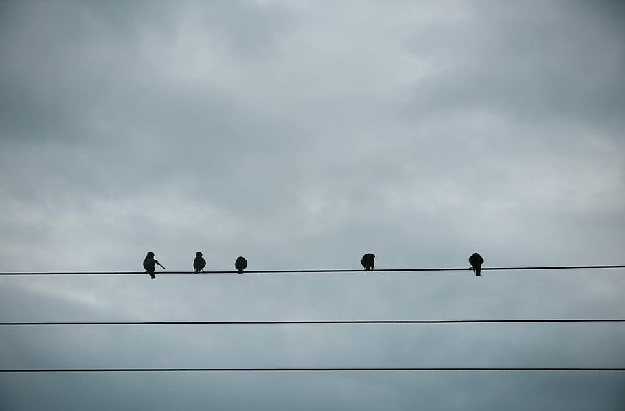 cinco, pájaro, encaramado, cable de utilidad, silueta, pájaros, descansando, eléctrico, cable, gris