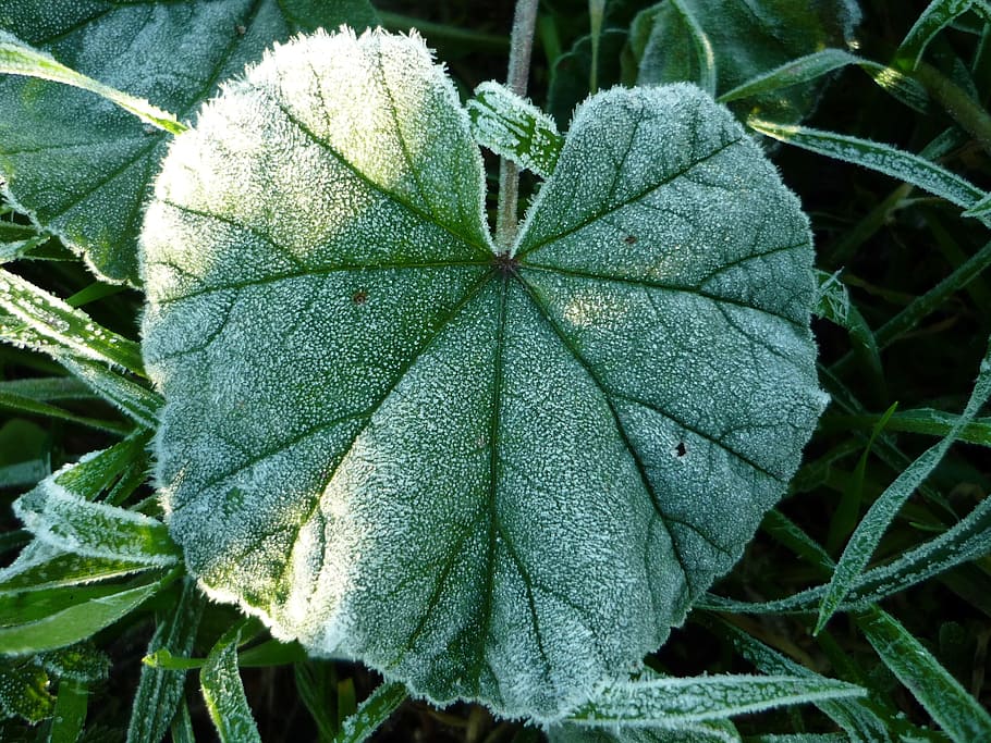 Frost, Ice, Leaf, Winter, Cold, Surface, white, nerves, tomorrow, herbs