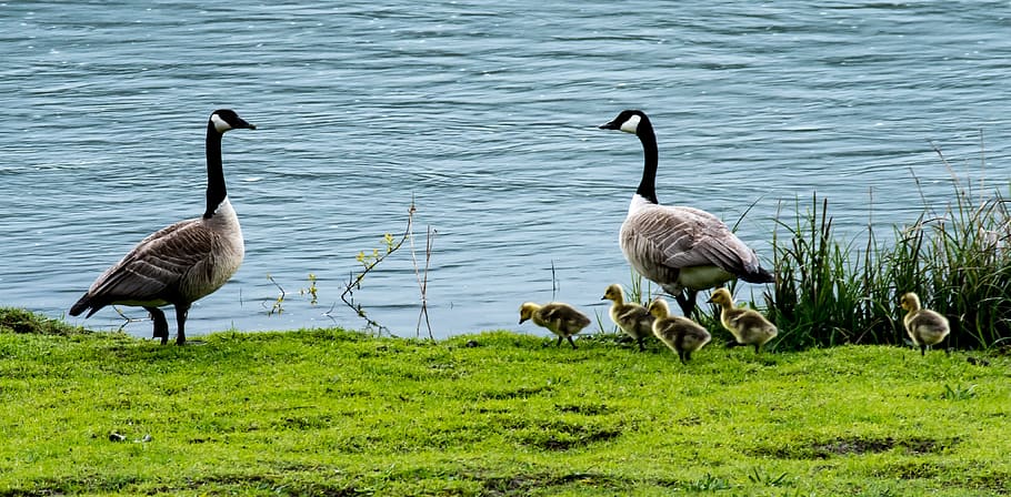 flock, ducks, walking, green, grass, river, Geese, Family, Goslings, baby