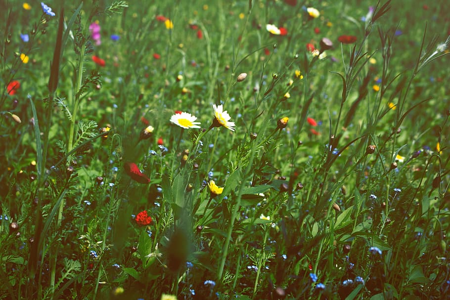 white, red, flowers, nature, plants, green, grass, daisies, flower, meadow