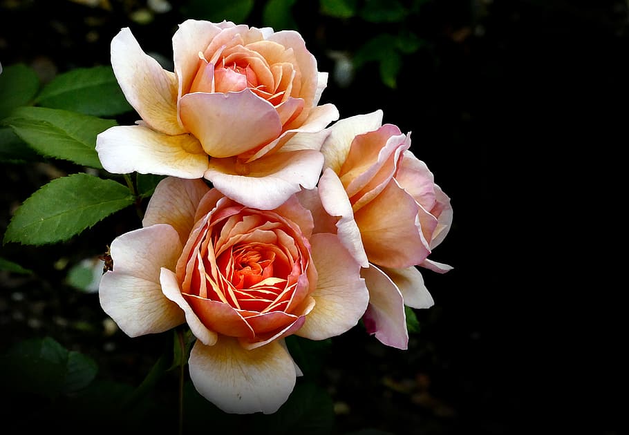 Rose, Grace, beige rose flowers, flower, flowering plant, plant, petal, beauty in nature, vulnerability, fragility