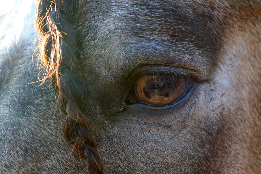 cavalo, animais, natureza, olho, um animal, animal, temas de animais, mamífero, parte do corpo animal, close-up
