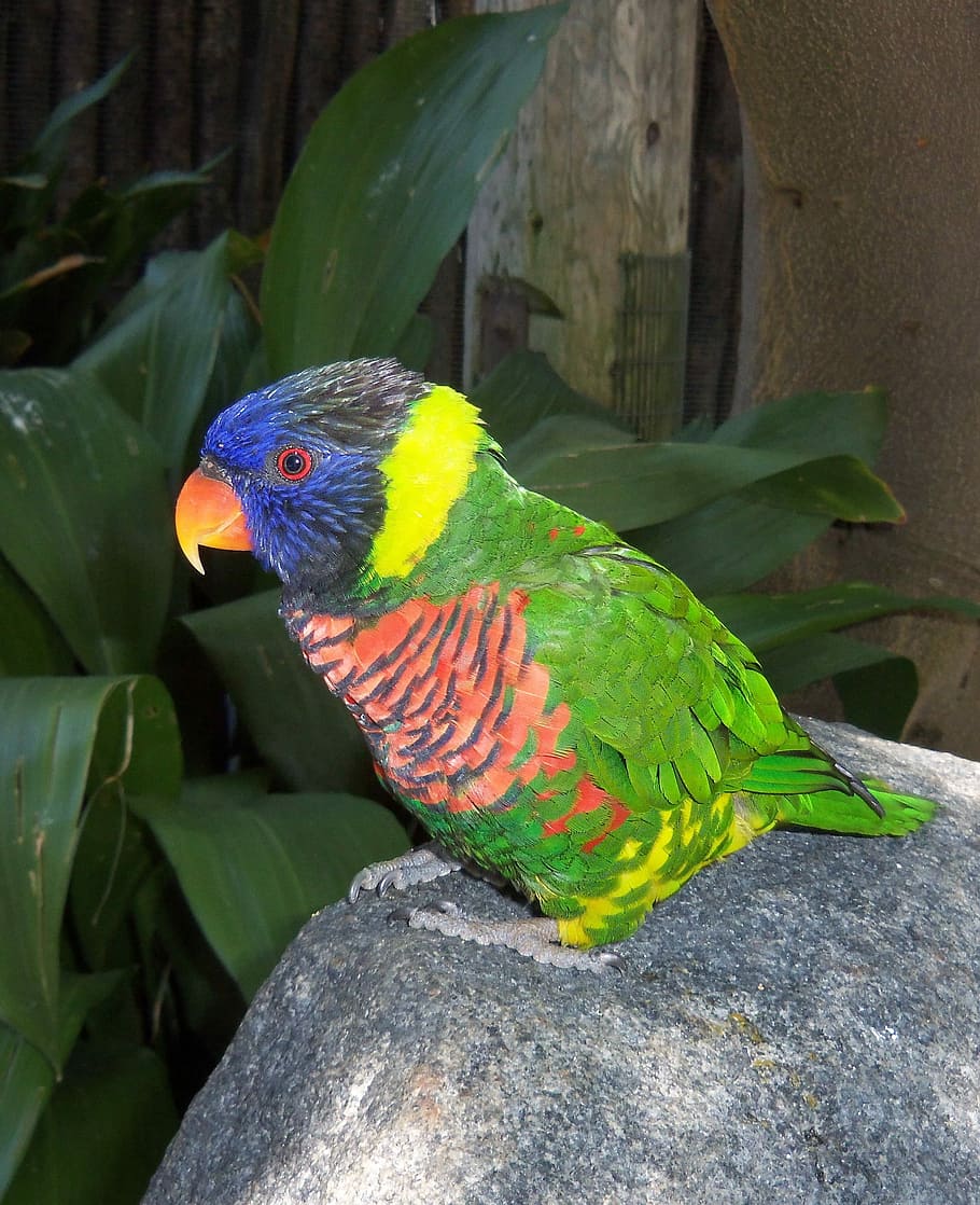 Bright, Colorful, Parrot, Zoo, High, resolution, rainbow lorikeet, multi colored, one animal, animal wildlife
