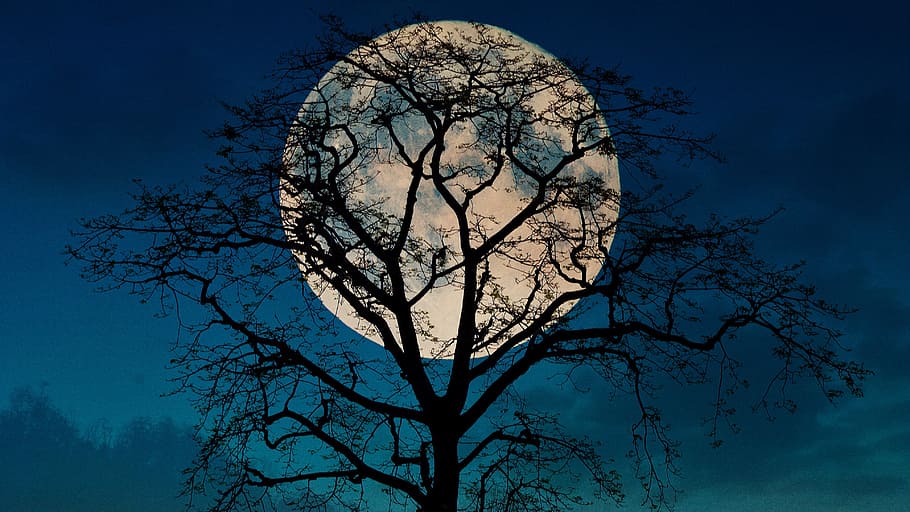 Trong những hình nền Moon, Tree, Sky và Plant sẽ thể hiện công nghệ làm đẹp độc đáo để tô điểm cho màn hình của bạn. Hãy thư giãn trong không gian của cây, trăng và bầu trời với những hình ảnh đặc biệt này.