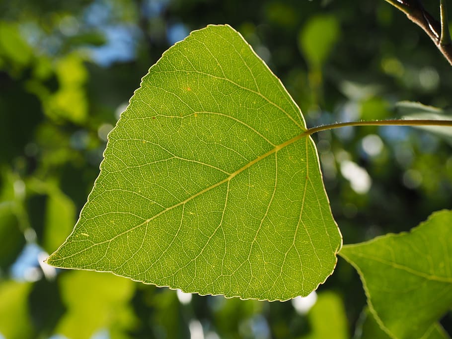Leaf, Poplar, Veins, Tree, poplar leaf, leaf veins, green, nature, heart shaped, black poplar