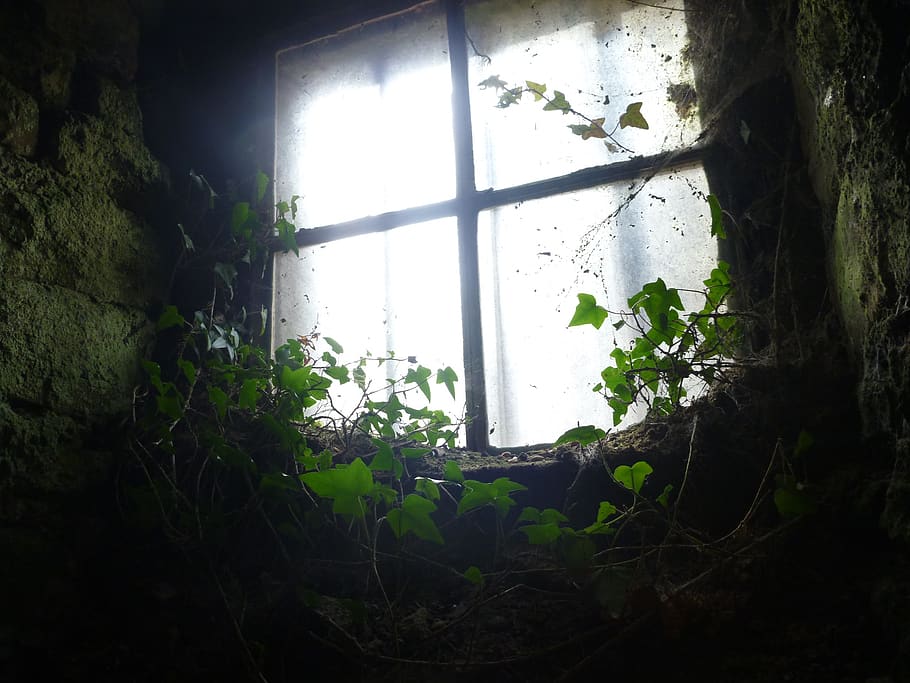 window, backlighting, ivy, decay, pass, past, history, morbid, plant, day