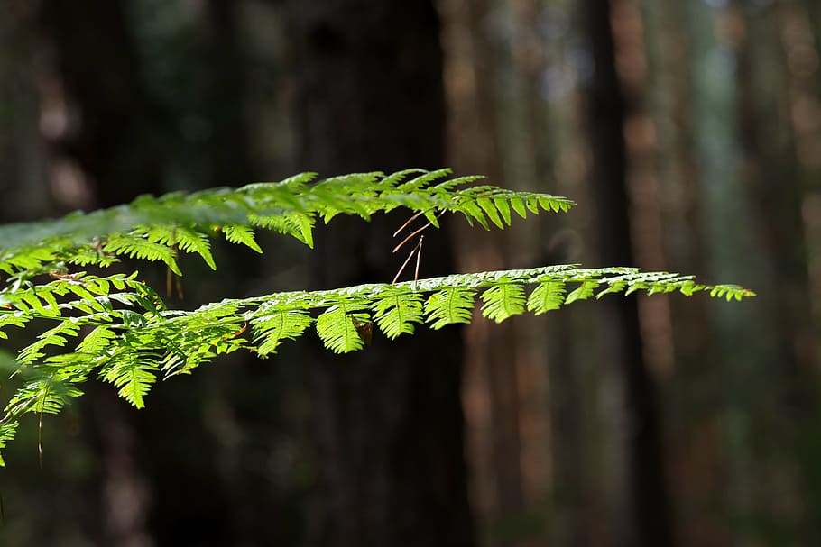 fern, foliage, tree, forest, green, nature, leaf, polypody, the background, the delicacy