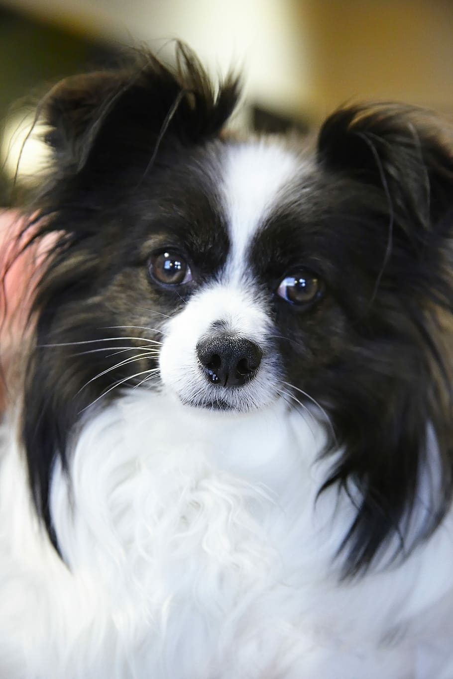 close-up, long-coated, black, white, puppy, Dog, Papillon, Pet, Animal, Canine, pet