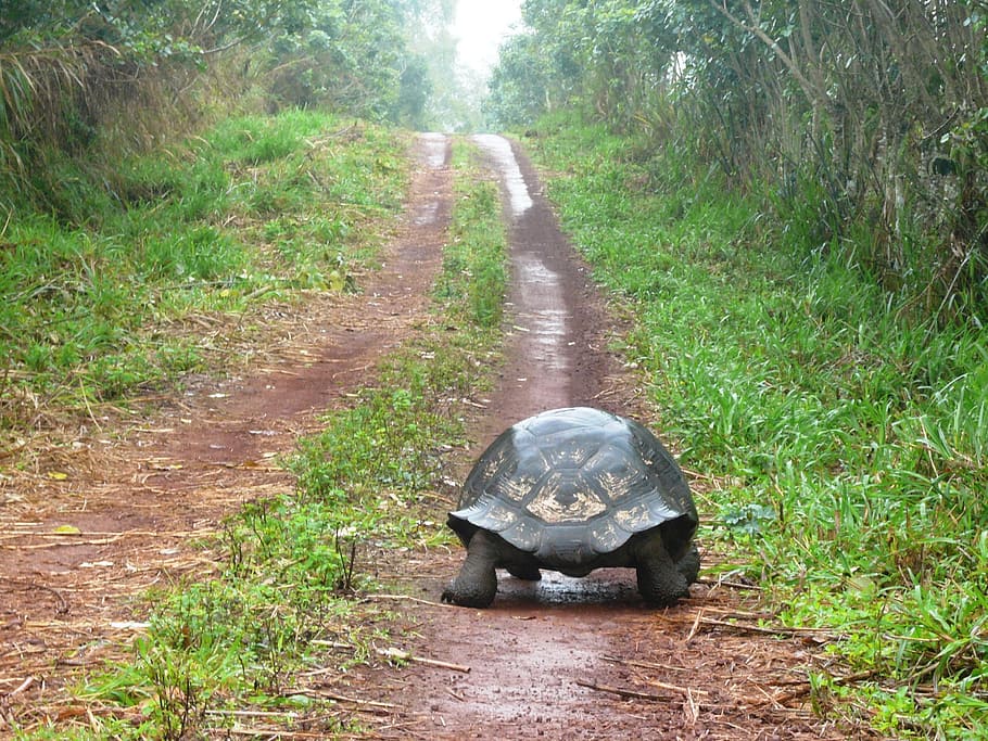 negro, camino, tortuga, soledad, hacia, tortuga gigante, naturaleza, al aire libre, hierba, bosque