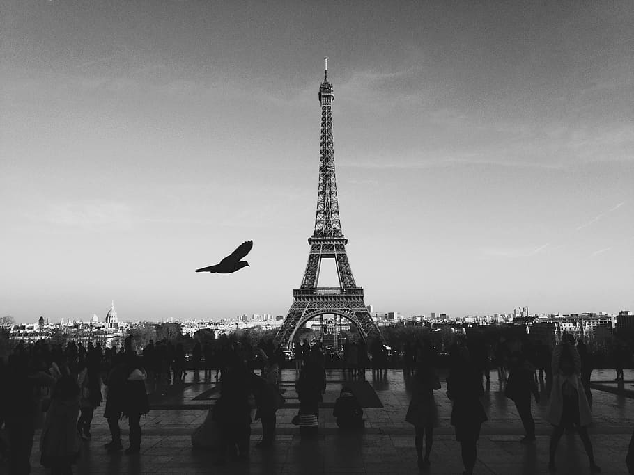 black and white, paris, france, eiffel tower, bird, people, pedestrians, sky, flying, city