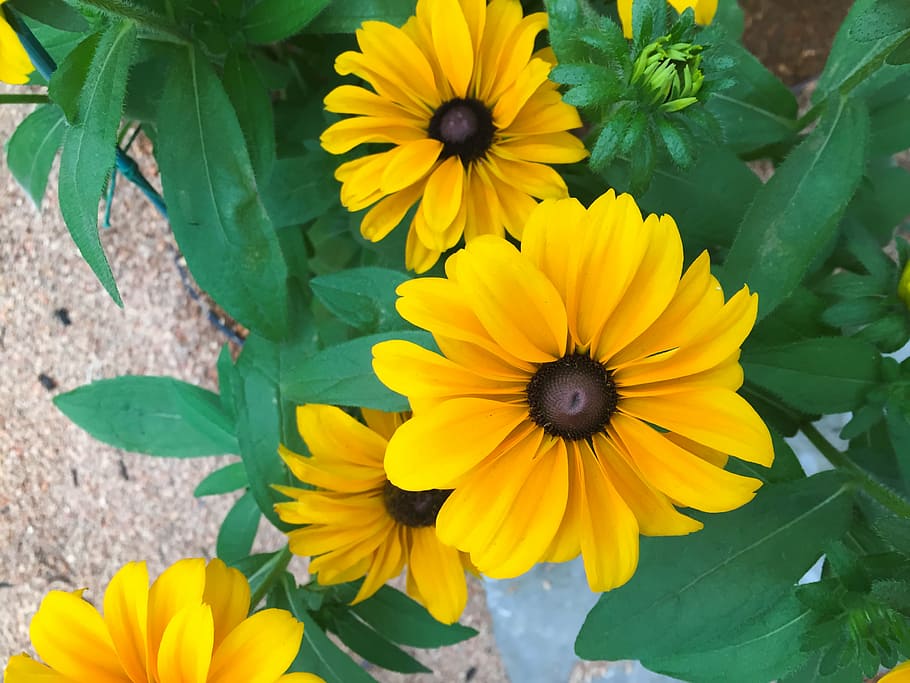 foto de close-up, amarelo, flores com pétalas, seletivo, foco, fotografia, pétala, flor, flores, jardim
