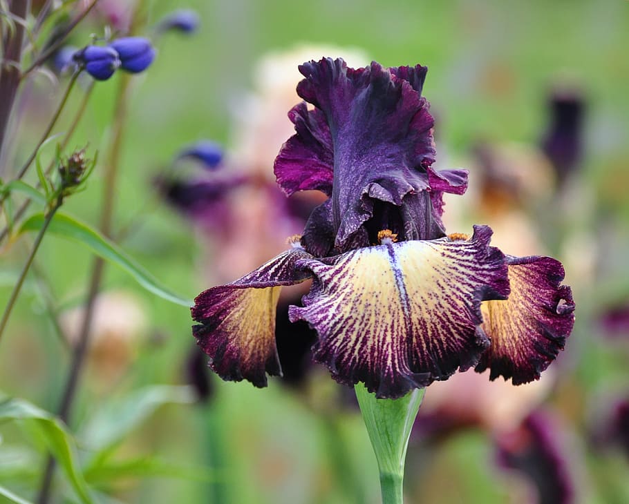 selectivo, fotografía de enfoque, amarillo, púrpura, alto, barbudo, flor de iris, flor, iris, naturaleza
