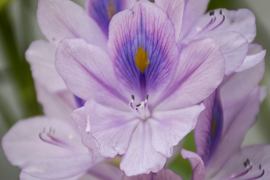orchid, purple, lotus, flowers, flower, cho, refreshing, the green, flower garden, spider webs