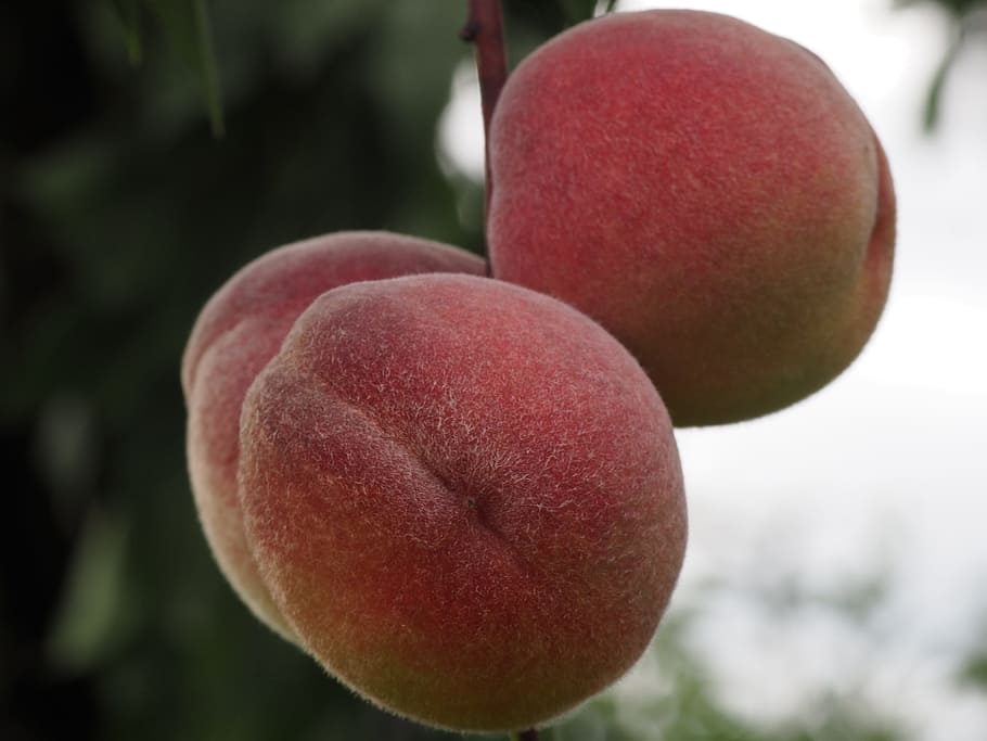 peach, fruit, healthy, peach tree, eat, fruits, delicious, red, sweet, food