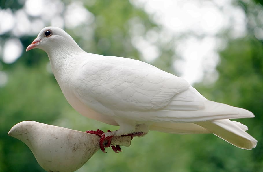 white, dove, bird, nature, peace, hope, symbol, religion, spirit, holy