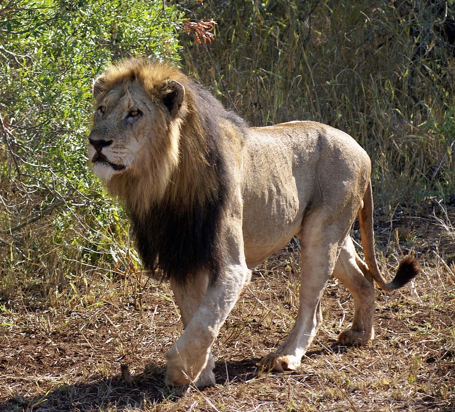 lion, majestic, mane, hunter, pride, animal, animal themes, animal  wildlife, mammal, animals in the wild | Pxfuel