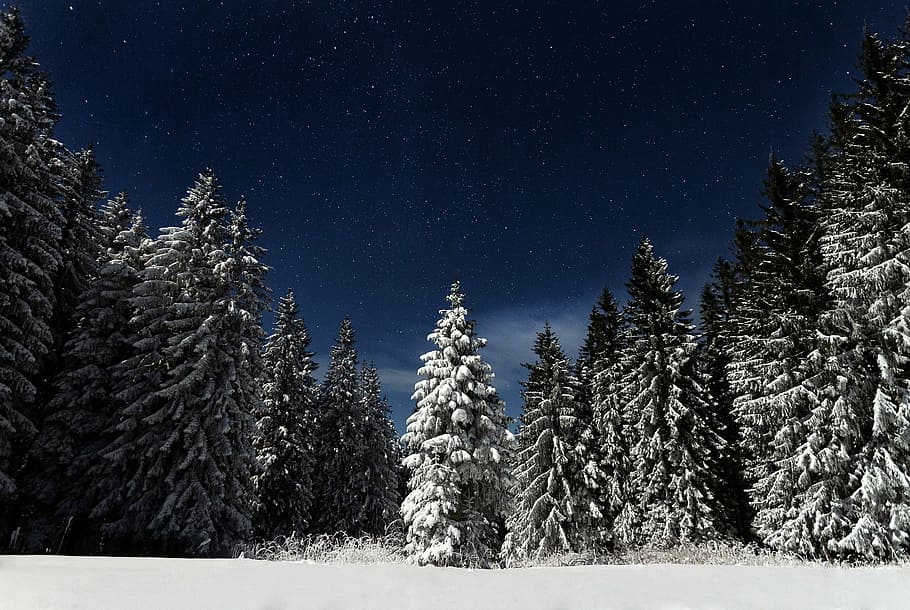 pine trees, starry night, snow, landscape, winter, outdoor, nature, forest, wilderness, tree