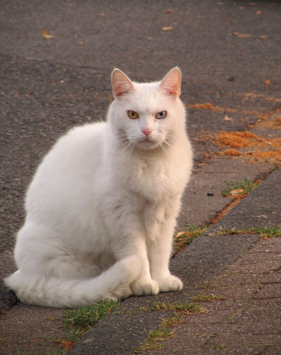 long-fur, white, cat, sitting, gray, concrete, road, long, fur, white cat