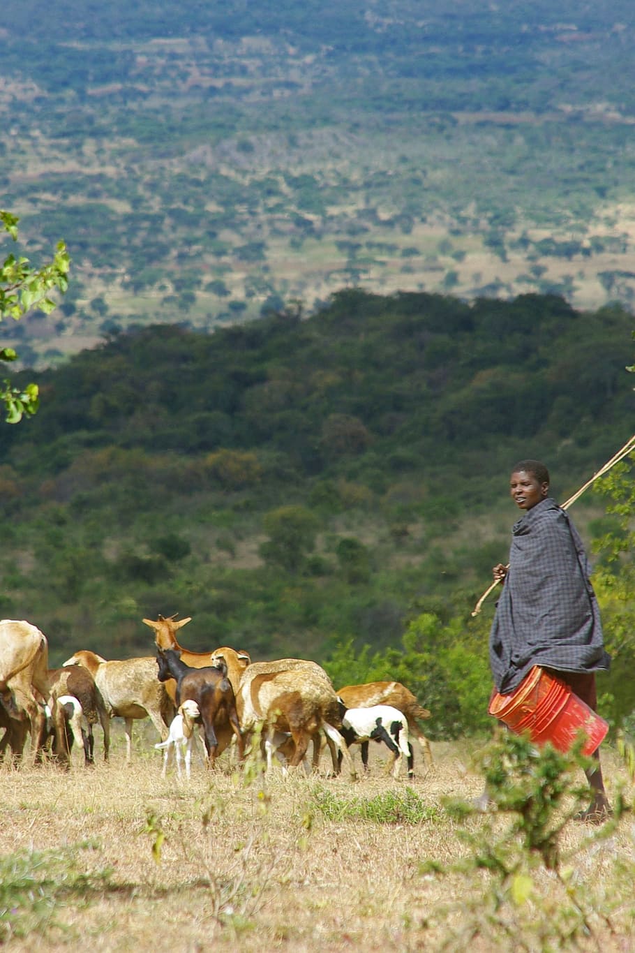 áfrica, tanzânia, paisagem, verde, amplo, pastor, cabras, animais, montanha, mamífero