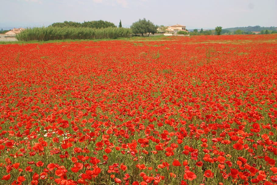 flowers, poppies, nature, field of poppies, agriculture, field, flower, rural Scene, summer, red