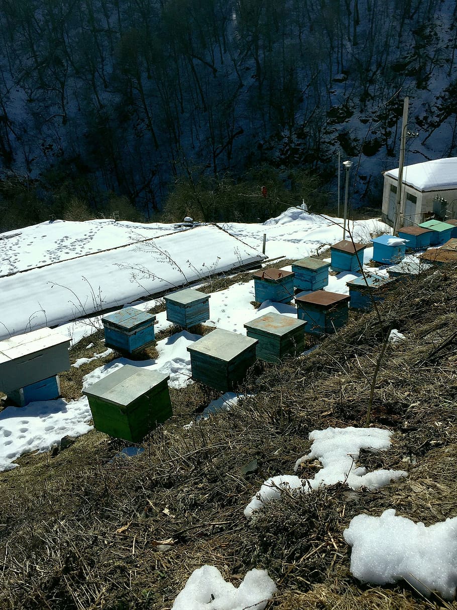 apiary, apiary in the mountains, apiary in surb haghartsin, spring, thaw, snow, winter, cold temperature, nature, day