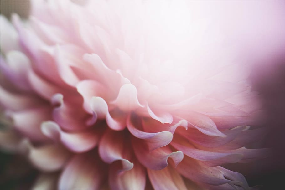 Фото крупным планом, Розовый, цветок с лепестками, Георгин, цветок, цветы, природа, цветет, лепестки, боке