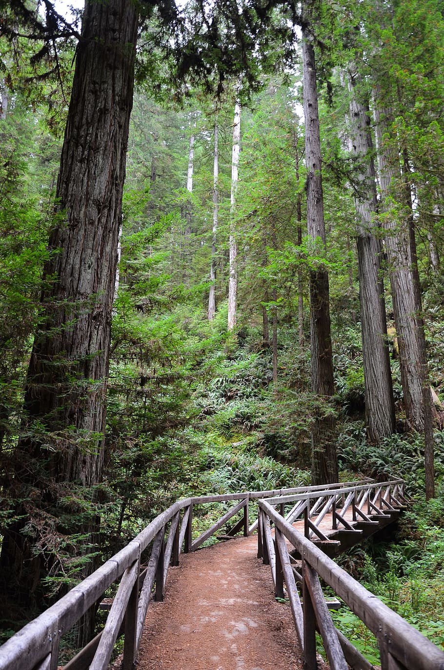 EUA, América, Califórnia, Sequoia, Árvores, sequóias, joaninha johnson grove, redwood national park, natureza, floresta