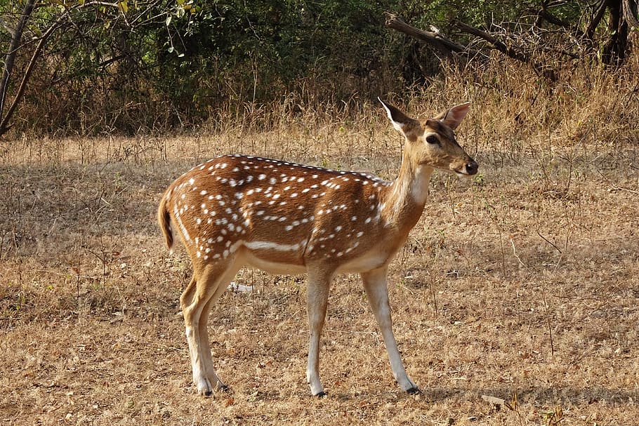 spotted deer, chital, doe, female, axis axis, deer, wildlife, mammal, wild, animal