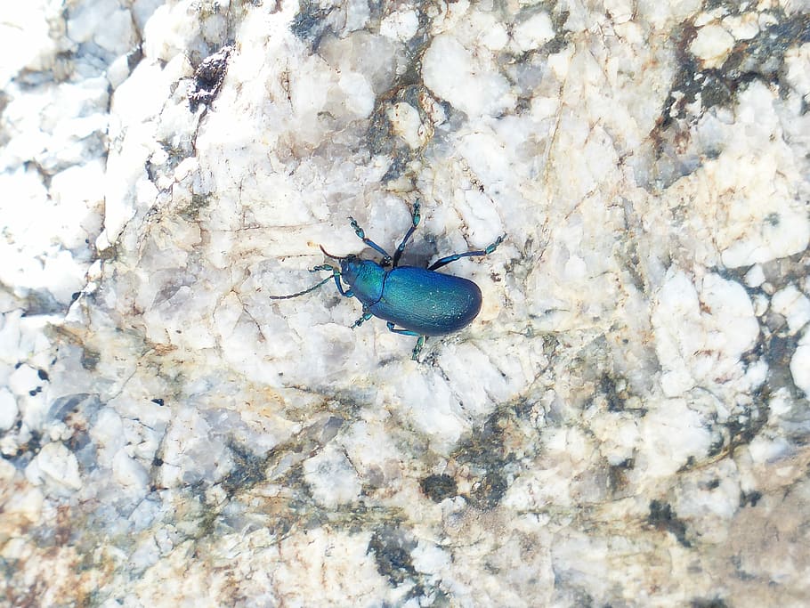 Beetle, Glazed, blue, glazed includes, leaf beetle, chrysomelidae, oreina speciosissima, oreina, oreina spec, one animal